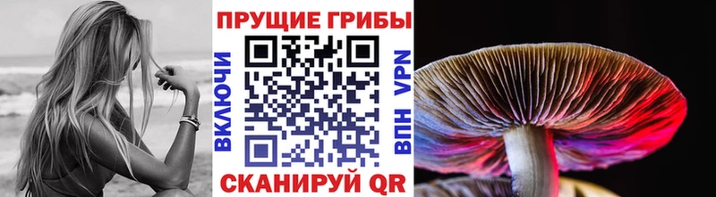 купить закладку  Дальнегорск  Псилоцибиновые грибы MAGIC MUSHROOMS 
